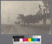 How not to trim highway trees. Blue gum Monterey Cypress along highway in Monterey County spoiled by topping