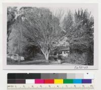 The large male tree of Pistacia chinensis at Bard is 40 ft. tall and 45 ft. crown spread. Marton Kimball & Dr. Mildred Mathias. Big Eucalyptus tereticornis at left background and Carob at right background. Metcalf. Dec 1952