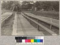 Seed beds in the Pacific Lumber Company. Nusery supports for shade frames are made from 2 x 4 Douglas fir and the amount used is approximately 100 board feet per 48 lineal feet of bed at a cost of $2.00 in each place. The lath frames are 8' x 4', costing 48 cents each for labor and unpainted materials. Fence shown in the background uses three strands of barbed wire and one 1" x 6" No. 3 board as a protection to cattle; costs $1.80 per rod to set up