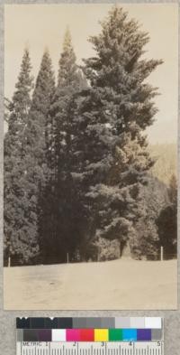 Sugar pine and Sequoias in plot 5, Whitaker's Forest. Oct. 1930. Metcalf