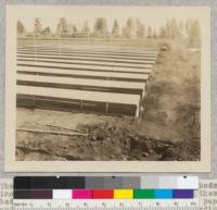 The nursery with just half (12) of the seed beds installed. The seeds have been planted in these beds and they have been surrounded with tar paper and covered with double lath, i. e., with ordinary lath frames having loose (white) lath laid in between the permanent ones to make the beds comparatively tight so as to keep the soil moist until germination starts. May 9, 1926. Eddy Tree Breeding Station