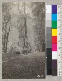 The Gifford Pinchot Tree in Muir Woods, Marin County. August 1922, Metcalf