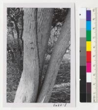Three stems with typical bark of the weeping firefall tree, Calistemon viminalis, which has beautiful crimson flowers and graceful narrow foliage. Bard Station. Metcalf. Dec. 1952