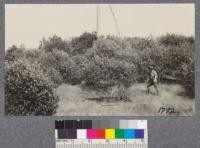 Dense strands of "Mountain Balm." Ceanothus-on redwood cut-over lands on the north fork Noyo River, Mendocino County. September 1921