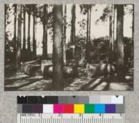 Forestry Club camp fire circle in the Eucalyptus Grove, 1922