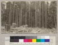 Big River, Mendocino County, California. Redwood second growth cutting experiment plot. Showing the stand remaining after plot was cut out. Logs in foreground - large and high stumps from original stand, cut 65 years before. In center background is a Douglas fir, note space between nodes. March 1923. E. Fritz