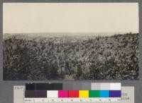 South slope of grazing land near Beegum, California. Carrying capacity 20 to 30 cows as winter range six months. Manzanita scrub, Oak and Digger pine occur in scattering stands. T.27 N. R.7 W. Mt. Diablo Meridian, Sec. 28