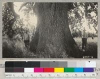 The big valley oak (Quercus lobata) 1/2 mile south of Guinda School, Yolo County. 103" diameter at breast height x 100 ft. and crown diameter of 132 and 115 ft. Charles Winter and Farm Advisor W. Norton. June 1938. Metcalf