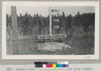 Method of marking slash pine plantations along highways in Florida. These rapid growing pines average 11 ft. tall at 5 years from planting. They are being used by the millions to reclaim lands on the coastal plain depleted by fire. Florida has 5 million acres to treat in this way. February 1952. Metcalf