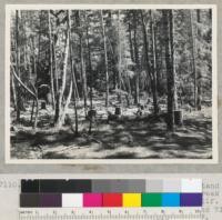 Redwood Region. Douglas fir piling stand at upper (east) end of south fork of Elk Creek near Myers (Weott), Humboldt County, California. In process of cutting. See also 7109 and 7111. 7/14/42. E.F