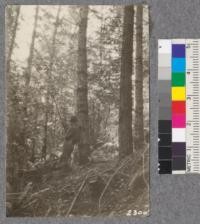 Second growth Redwood Yield Study. Garcia - plot #10. A mixed stand of redwood and Douglas fir - 38 years old - 36 M.B.M. per acre. Oct. 1922