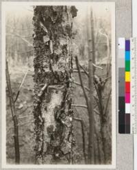 Betula lutea bark on old tree. Stillwater, Minnesota