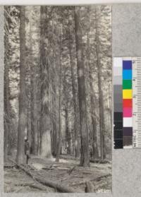 A stand of pure White Fir (Abies concolor) in the Silver Creek drainage, El Dorado National Forest, about 5000' elevation. Schumacher stands beside a 100 year old tree. The area was too uneven aged for measurement. Metcalf, 1925