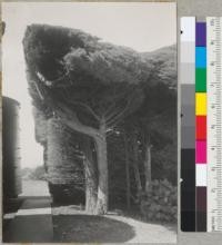 Monterey Cypress hedge at Table Bluff Light Station near Eureka, California. Showing internal structure. See also 6852-4. 9/8/40. E.F