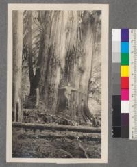 A mammoth cedar near Lillocct Lake, Timber Berth "Z"