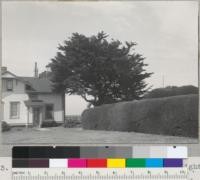 Monterey Cypress hedge at Table Bluff Light Station near Eureka, California. A naturally formed tree of same species in background. Hedge is 8' high, 20 years old. Light keeper's residence. See also #6852-5. 9/8/40. E.F