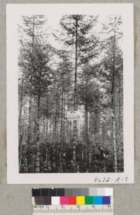 Christmas tree land worked over - Shelton, Washington. Metcalf. Sept. 1952