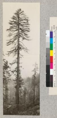 Redwood Utilization Study. Tree #854. Total height 241'; age 632 years; diameter at 5', 83"; bark 3 1/2". Very hard and sound type of wood. Total net scale 22304 Board feet to 12" top (Spaulding). Breakage in felling 600 feet. (Mostly due to splits at butt). Unbroken length 160'. E. F. September 15, 1928