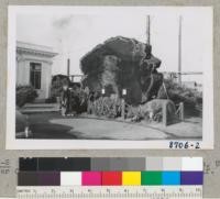 The C. R. Johnson redwood stump section, Union Lumber Company, Fort Bragg. Aug., 1951. Metcalf