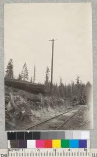 A topped tree - type of pole used in power line for electric yarding, Sugar Pine Company, 1923