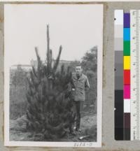 John Dowdakin and finely formed Monterey pine Christmas tree from Pacific Grove