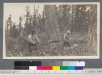 Yellow pine falling near Delliker. Limby trees in open stand. Feather River Lumber Company