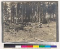 Michigan Agricultural College, Department of Forestry. Views taken during the 6 weeks summer term, 1910. Skidding up red and white pine in position to be removed by the big wheels. Students watching operations. Eight miles due north of the summer camp