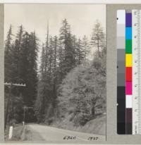 Fish Creek (Alexander Grove). About 1 1/2 miles south of Miranda. Photo taken 3-18-37, to be compared with #3007 by Metcalf in 1923. The spike topped tree has died back further since 1923. No hollow butt, but roots on road side cut away for roadway. 3-18-37, E.F