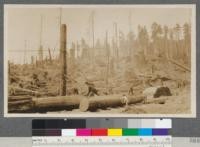 Loading a log on to car from landing. Little River Lumber Company, Humboldt County