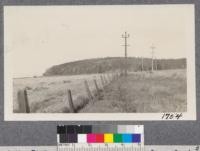 View of the "island" or "coyote" grove of Eucalyptus globulus on peninsula into San Francisco Bay near San Mateo and Burlingame. Severely burned in June, 1921. Photo July, 1921, six weeks after fire, shows spots of brown in crowns