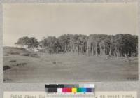 Pinus Muricata on Frick Ranch, on coast road, Mendocino County, California. E. Fritz, June 1929