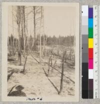 Lady Jane Ranch near Grass Valley, Nevada County. Cleared by controlled burning in October 1925 by State Ranger W. F. Sharp