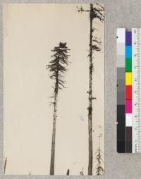 Redwood. Tree left for use as spar tree or high pole. Diameter 77", height 225 ft. Along incline near top above Camp Grant. Pacific Lumber Company. View from SW. E. Fritz, September 1929