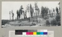 Redwood Region. Selective logging experiment of 1927. On Willits - Ft. Bragg road at intersection with State Civilian Conservation Corps protection road into Big River. Ground was heavily covered with ceanothus and other brush which was cleared out with bulldozer by K. B. McGuire prior to cutting the reserve trees and turning the land into grass for sheep and cattle. Note varying forms of redwood crowns. 6/28/46. E.F. See also 7381-6