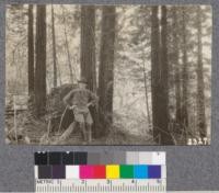Secondgrowth Redwood Yield Study. South fork of Gualala - plot #5. A 34 year stand of a redwood growing on a slope - 32 M.B.M. per acre. D. Bruce - Oct. 1922