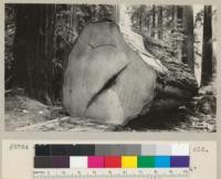 Butt log of a redwood over 2000 years old. At High Rock Flat, Pacific Lumber Company land near Dyerville. Felled by Jim Skiffington middle of August 1934. Stump 12' x 14' Sept. 1934. E.F. Age at section about 2000 years. Total of (age) tree - 2200-2210 years