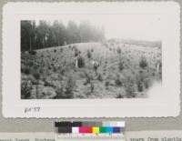 Crouch Ranch, Monterey County. Douglas firs 4 years from planting, Monterey pines 3 years from planting. Very good development. Sept. 1951. Metcalf