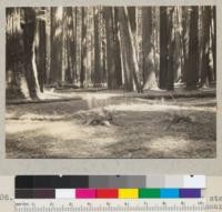 Redwood Region. A comparitively young stand (500 years?) on upper Bull Creek flat near Flat-Iron Tree. E. F. 7-19-36