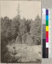 Big River, Mendocino County, California. Plot #1, second growth redwood, 60 yrs. old, as seen from opposite side of river. Note the projecting old growth tree left from the original stand. The second growth is up to 150' high. Note also river bluff of fine silt on which the stand is growing. Also note rapid growth of small Douglas fir in foreground. E. Fritz, March 1923