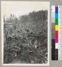 Redwood Region. Clear cutting with high lead steam donkey system, winter of 1942-1943. Showing large amount of refuse left, much of it from immature trees pulled down during yarding. Just below Holmes Eureka Lumber Company camp on Salmon Creek. See #7039-7040. Area was chopped for tractor logging, but winter conditions made change to steam necessary. Felling flash burned one year earlier. Photo after yarding, but before second burn. 6-29-43. E.F