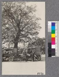 A little trouble with Lizzie under a large California Black Oak on the main street in Garberville, Humboldt County, August, 1921