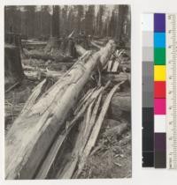 Effect of too hot of a fire in redwood trunk. Slash fire of spring 1935. Tree cut April 1936, freshly peeled. Log shows that cambium had been killed and wound had begun to heal. Log 24" in diameter, 32 ft. long. Injured area marked by ink line. Near Carlotta. 5-3-36, E.F
