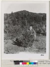 Jan. 1950. 6 year-old Norway Spruce at Treehaven Christmas tree plantation. Tree about 4 1/2 feet tall. Grah