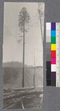 Panorama of a fine Douglas Fir in Campbell Creek wastershed near Camp 7, Mendocino County. This was left for a spar tree but will not be taken and is to be left as a seed tree. Note logged areas across the creek