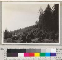 Redwood sprouts. Third generation. Original logging by Brown about 1885. Tall trees are 50-year-old sprouts of redwood and seedlings of white fir and Douglas fir. Logging railroad cut through stand in 1933-4. Note new sprouts as result of cutting the young redwoods. Dolbeer and Carson Lumber Company. View from near office of Elk River Camp looking west. E. F. 7-29-37