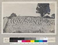 Redwood "head stones". Near Martinez, California. See also #4014. May 1927, E.F