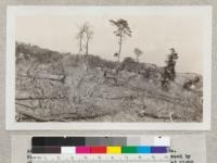 Area of windfalls of Pinus remorata and Pinus muricata. Results of fire. Reproduction coming in but is browsed by sheep almost as fast as it develops. Pelican Bay at right middle ground. Santa Cruz Island. June 1931