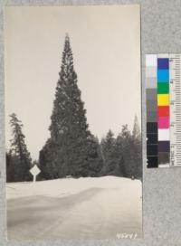 Snow scenes at Whitaker's Forest. April, 1929. Metcalf