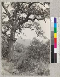 Blue Oak (Q. douglasii) in the Sierra foothills. A. Hall. 1925