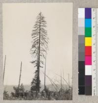 Lone redwood tree left standing on Newton property adjoining Pacific Lumber Company land in Sec. 1 T2S, R2E. Near Weott, Humboldt County California. E. F. Aug. 6, 1932